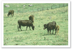 �{�Y�C���[�W