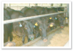 �{�Y�C���[�W